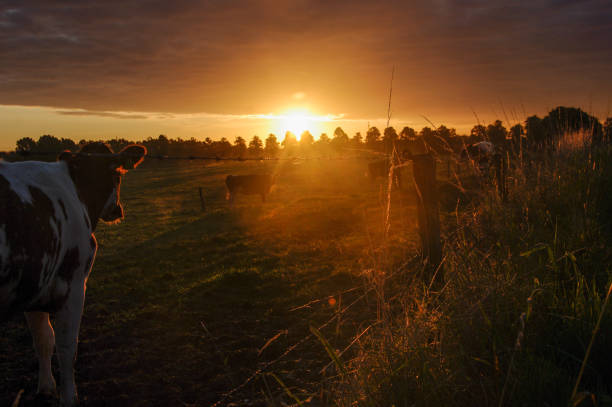 istock Cows in the morning glow 1184675975
