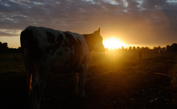 istock Cows in the morning glow 1184675980