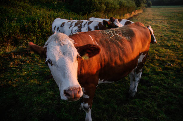 istock Cows in the morning glow 1184675983
