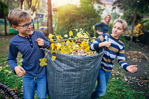 Two boys aged 10 carrying bag of autumn leaves for composting.\nNikon D850
