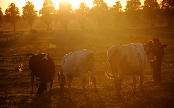 istock Cows in the morning glow 1184676011