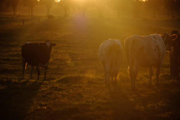 istock Cows in the morning glow 1184676026