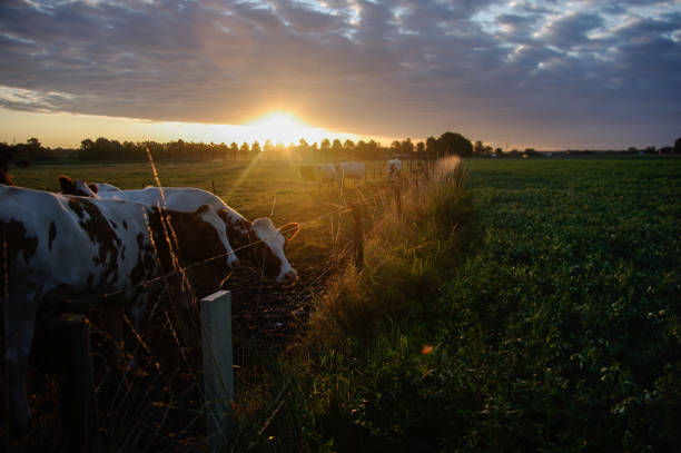 istock Cows in the morning glow 1184676046
