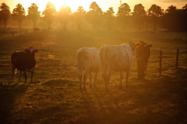 istock Cows in the morning glow 1184676063