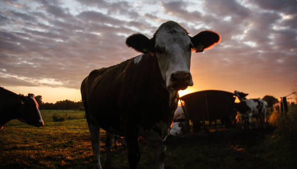 istock Cows in the morning glow 1184676080