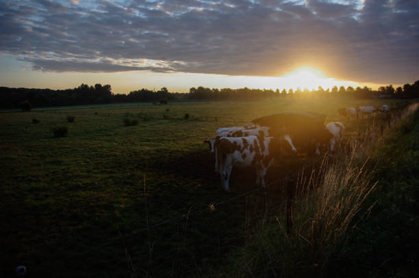 istock Cows in the morning glow 1184676094