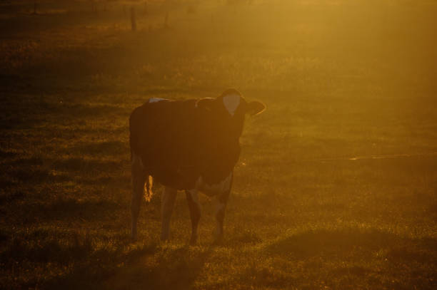 istock Cows in the morning glow 1184676130