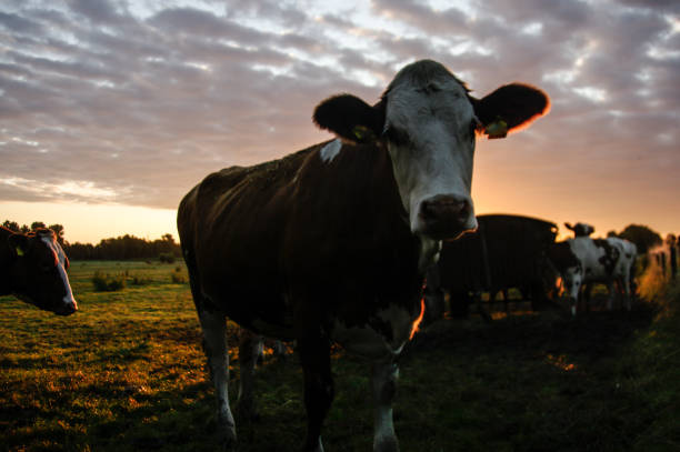 istock Cows in the morning glow 1184676139