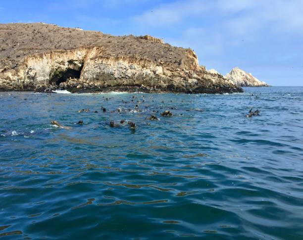 Sea lions stock photo