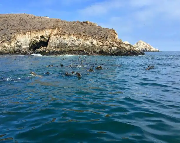 Sea lions of the Palomino Islands, off the coast of Lima’s port of Callao in Peru