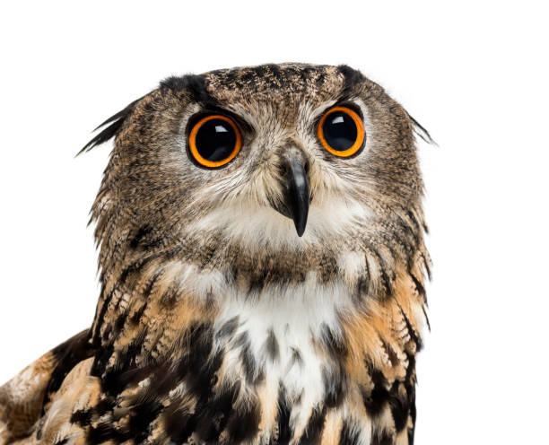 istock Eurasian eagle-owl, Bubo bubo, is a species of eagle-owl against white background 1184679543