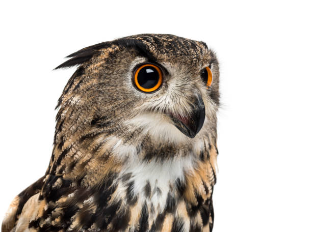 istock Eurasian eagle-owl, Bubo bubo, is a species of eagle-owl against white background 1184679579