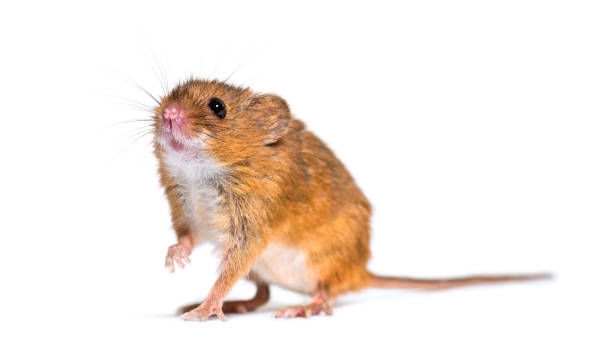 istock Eurasian harvest mouse, Micromys minutus, in front of white background 1184679606