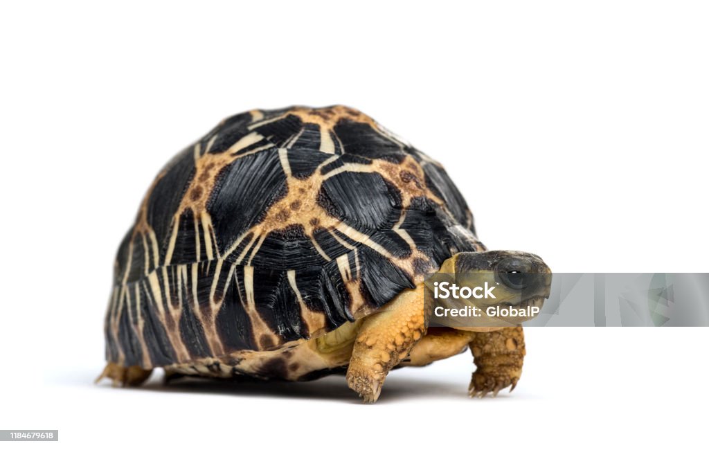 Radiated tortoise, Astrochelys radiata, in front of white background Tortoise Stock Photo