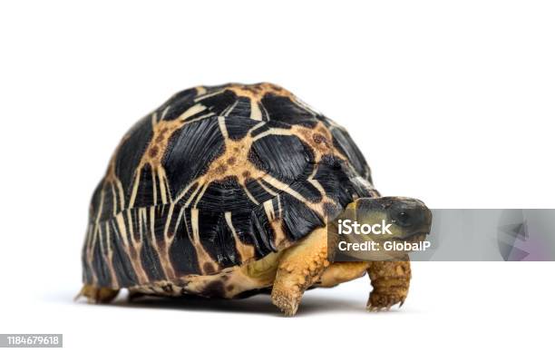 Radiated Tortoise Astrochelys Radiata In Front Of White Background Stock Photo - Download Image Now