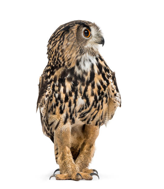istock Eurasian eagle-owl, Bubo bubo, is a species of eagle-owl standing against white background 1184679622