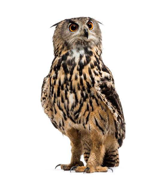 istock Eurasian eagle-owl, Bubo bubo, is a species of eagle-owl standing against white background 1184679648