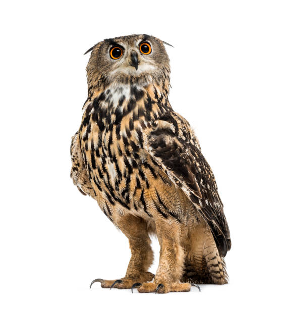 istock Eurasian eagle-owl, Bubo bubo, is a species of eagle-owl standing against white background 1184679651