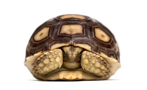 Photo of African spurred tortoise, Centrochelys sulcata, also called the sulcata tortoise, in front of white background