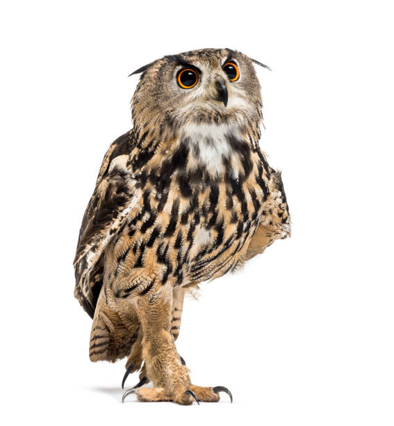 istock Eurasian eagle-owl, Bubo bubo, is a species of eagle-owl walking against white background 1184680287