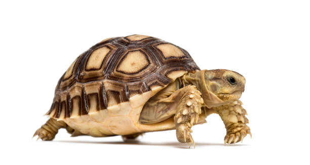 istock African spurred tortoise, Centrochelys sulcata, also called the sulcata tortoise, in front of white background 1184680310