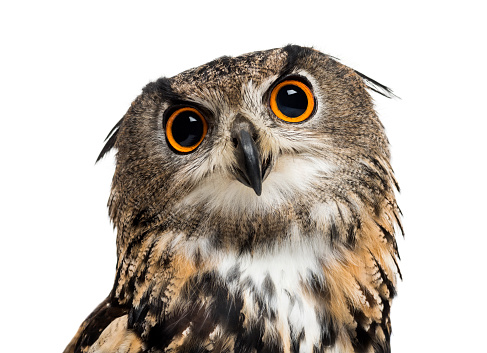 Eurasian eagle-owl, Bubo bubo, is a species of eagle-owl against white background