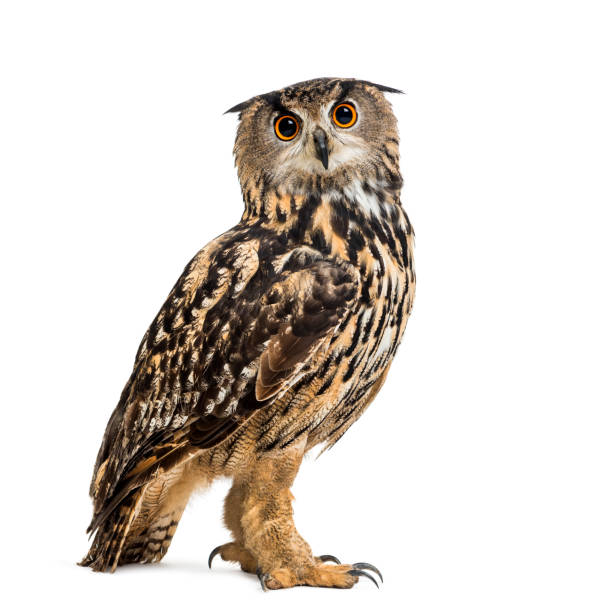 istock Eurasian eagle-owl, Bubo bubo, is a species of eagle-owl standing against white background 1184680327