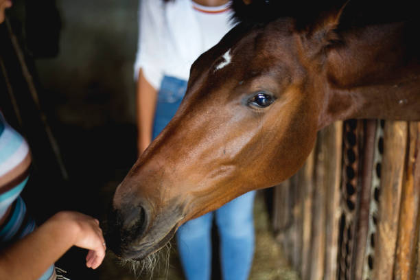 istock Beautiful brown horse 1184680918