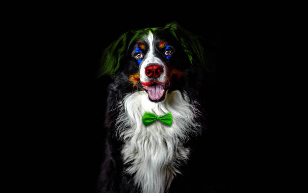 Bernese mountain дог head on black background with clown colors makeup. Circus animals concept stock photo