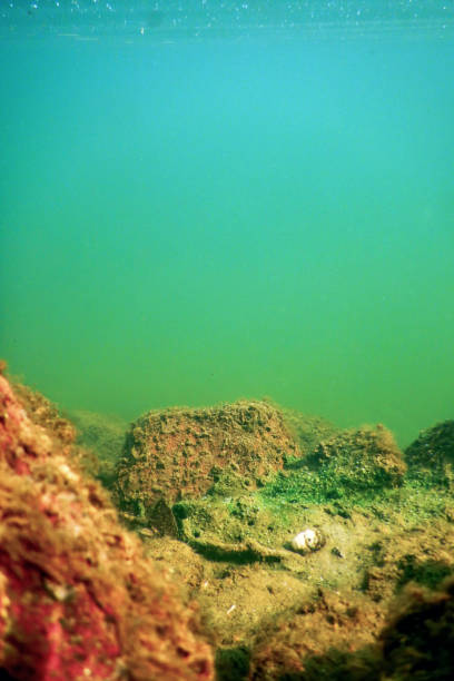 istock Underwater Freshwater Flora, Underwater Bottom, Rivers, Lakes, Pond 1184684004