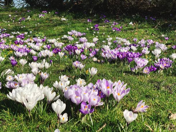 istock Close-Up Of Purple Crocus Flowers On Field 1184686875