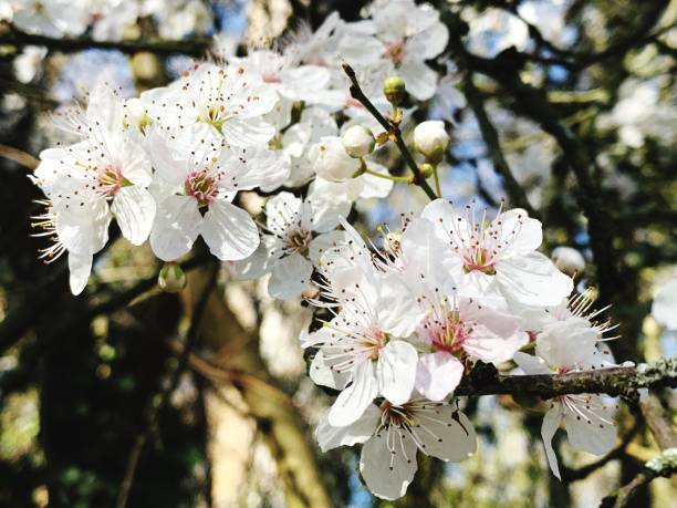 Close-Up Of White Cherry Blossoms In Spring