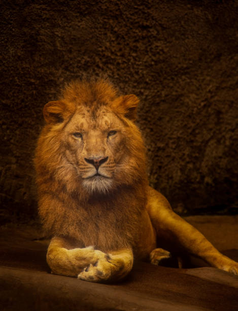 Portrait of resting male lion with majestic pose