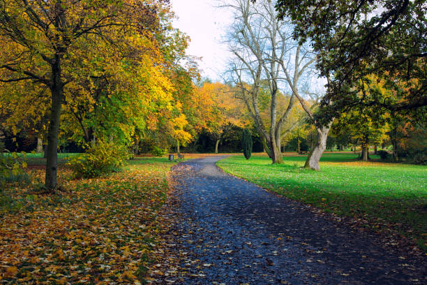 istock Footpath Amidst Trees In Park During Autumn 1184688162