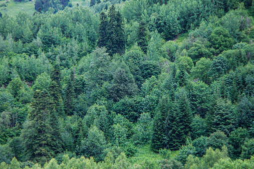Coniferous green trees in a forest on a mountainside. The concept of ecosystem and healthy environment. Background for christmas banner and card. Cover for presentation, booklet