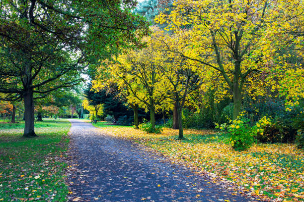 istock Road Amidst Trees In Park During Autumn 1184688210