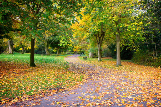 istock Trees In Park During Autumn 1184688223