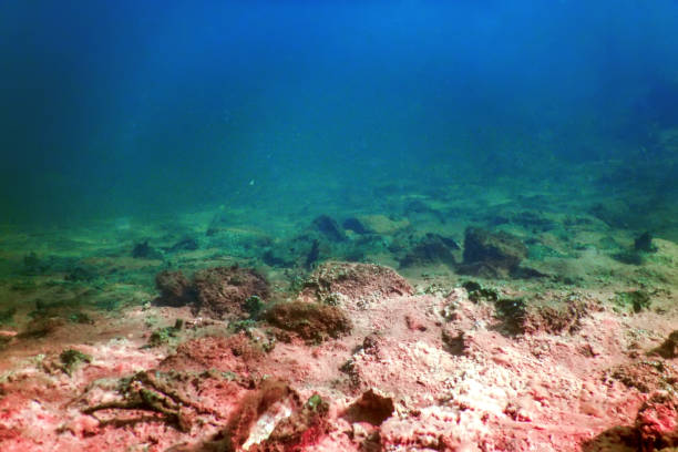 istock Underwater Freshwater Flora, Underwater Bottom, Rivers, Lakes, Pond 1184688226