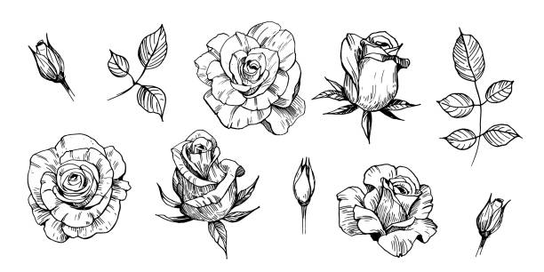szkic róży. ręcznie rysowany kontur konwertowany na wektor. odizolowane na białym tle - pączek etap rozwoju rośliny stock illustrations
