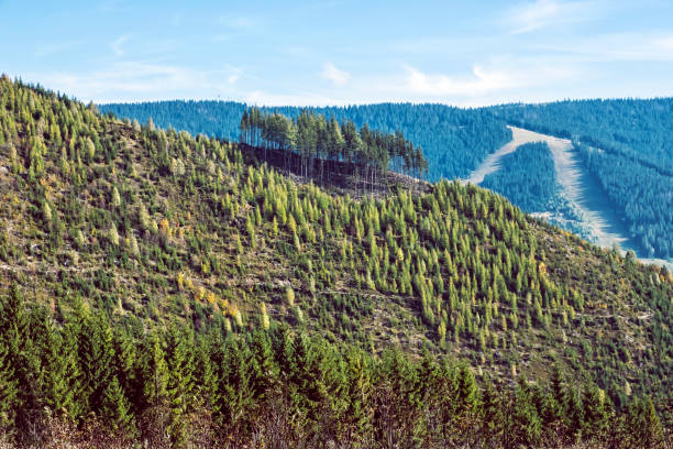 istock Forest after calamity. Kralova Hola, Slovakia 1184689304