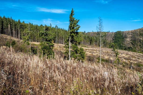 istock Forest after calamity. Kralova Hola, Slovakia 1184689325