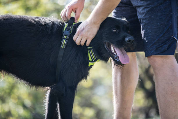 istock Young Man Putting On Animal Body Harness on His Dog 1184689594