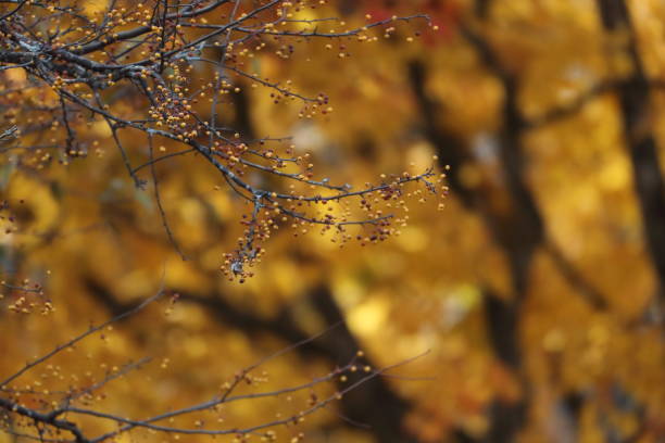 istock Japanese forest in autumn 1184689768