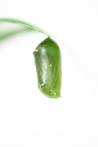 Monarch butterfly chrysalis isolated on white background.