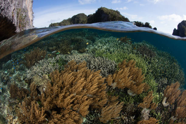 istock Beautiful Corals in Raja Ampat, Indonesia 1184691672