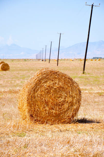 istock Hay bales on the field after harvest 1184693889