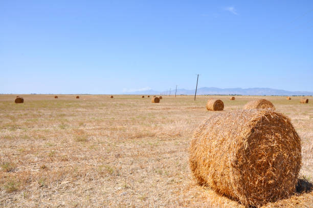 istock Hay bales on the field after harvest 1184694000