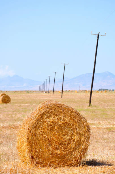 istock Hay bales on the field after harvest 1184694009