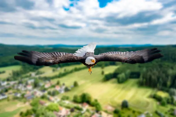 Adler flies with outstretched wings at high altitude on a sunny day directly to the photographer and viewer.