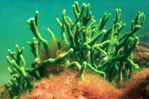 Freshwater Sponge (Spongilla lacustris) Spongillidae Freshwater Underwater